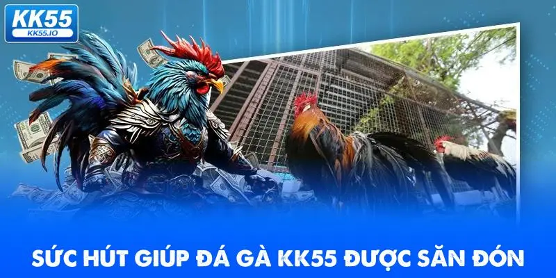 Đá Gà KK55 | Xem Trực Tiếp Các Trận Thi Đấu HD Chất Lượng 3 suc-hut-giup-da-ga-kk55-duoc-san-don